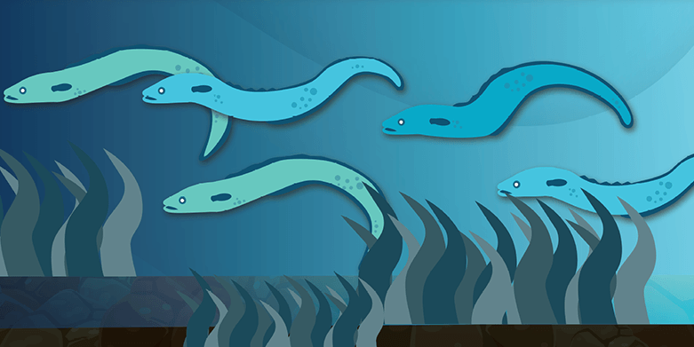 Eels Illustration